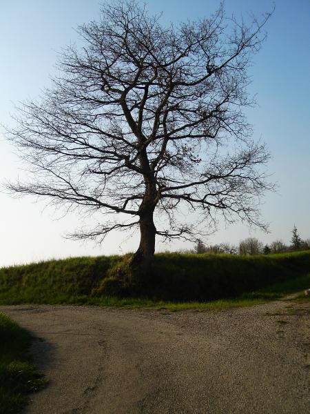 solitude